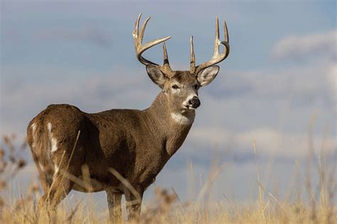 pictures of a buck